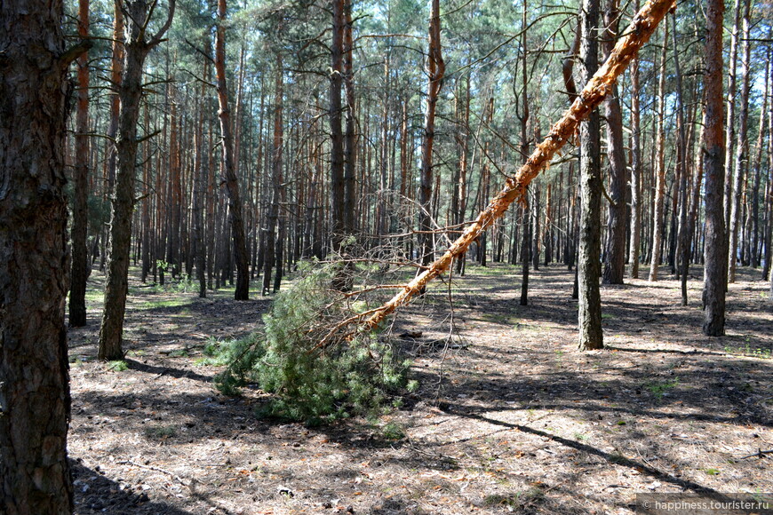 Климато-бальнеологический курорт лесостепной зоны Ростовской области