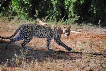 Сафари-парк в китайском Ханчжоу скрыл побег трёх леопардов