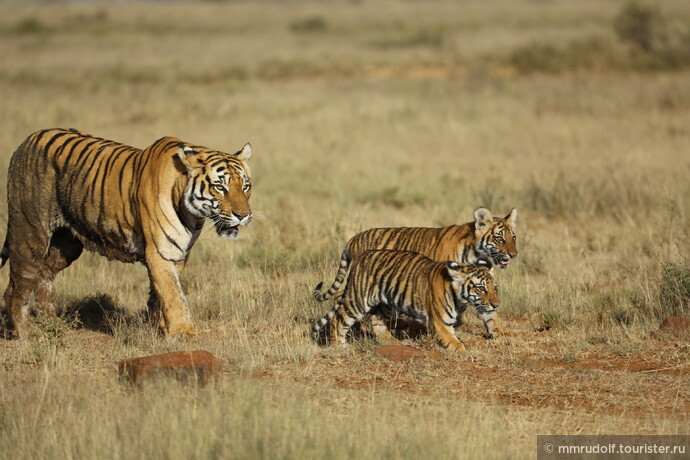 Тигры-одиночные животные,только тигрицы проводят какое-то время в группе с тигрятами,пока те не окрепнут