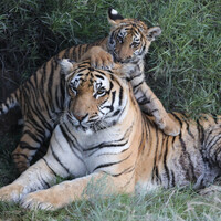 Детёныши растут под присмотром матери, которая не подпускает самца к потомству,так как блуждающие самцы могут убивать тигрят.Самец в воспитании потомства участие не принимает.