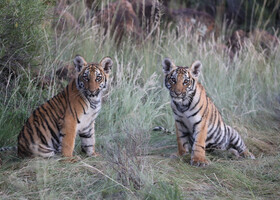 Тигрята рождаются слепыми,беспомощными,с массой 1,3-1,5 кг,но уже примерно через 6-8 дней прозревают.Первые 6 недель тигрята питаются молоком матери.