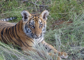 Тигры имеют круглые зрачки, в отличии от кошаков домашних,зрение в 6 раз лучше чем у человека