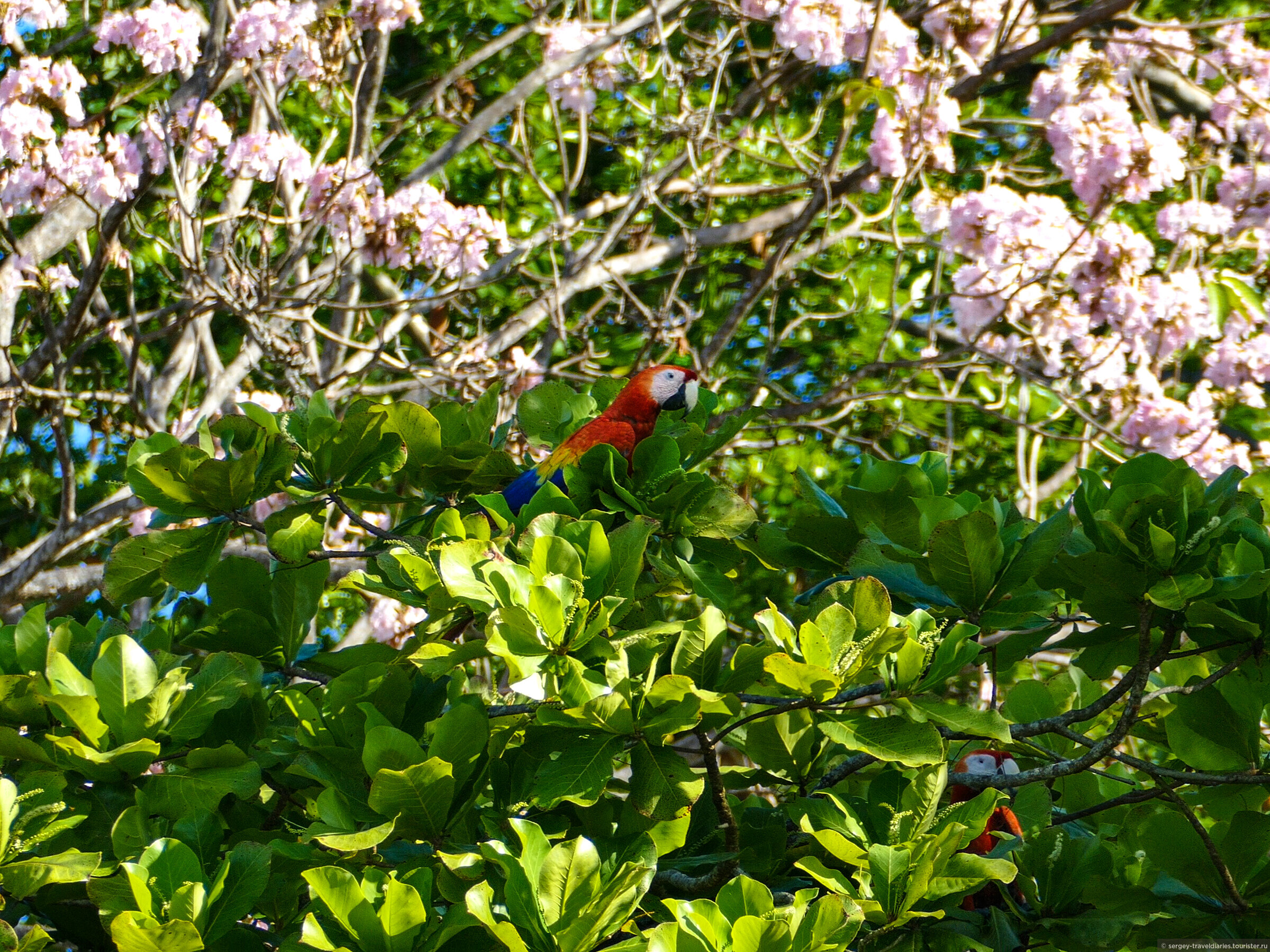Косты цветы. Цветущие растения Коста-Рики. Коста Рика фауна. Дерево миндаля в косторика. Какой цветок можно найти на полуострове.