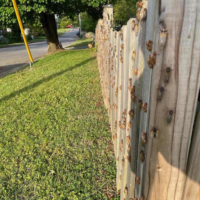 В США началось рекордное нашествие цикад: миллионы насекомых после 17 лет спячки обрушились на города (14 фото с места событий)