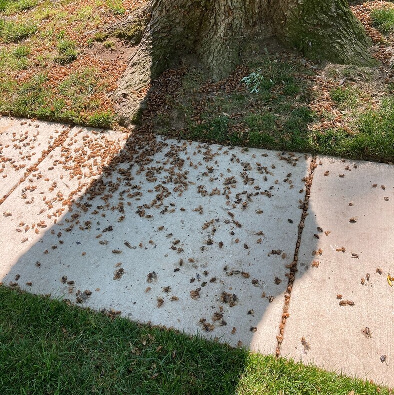 В США началось рекордное нашествие цикад: миллионы насекомых после 17 лет спячки обрушились на города (14 фото с места событий)
