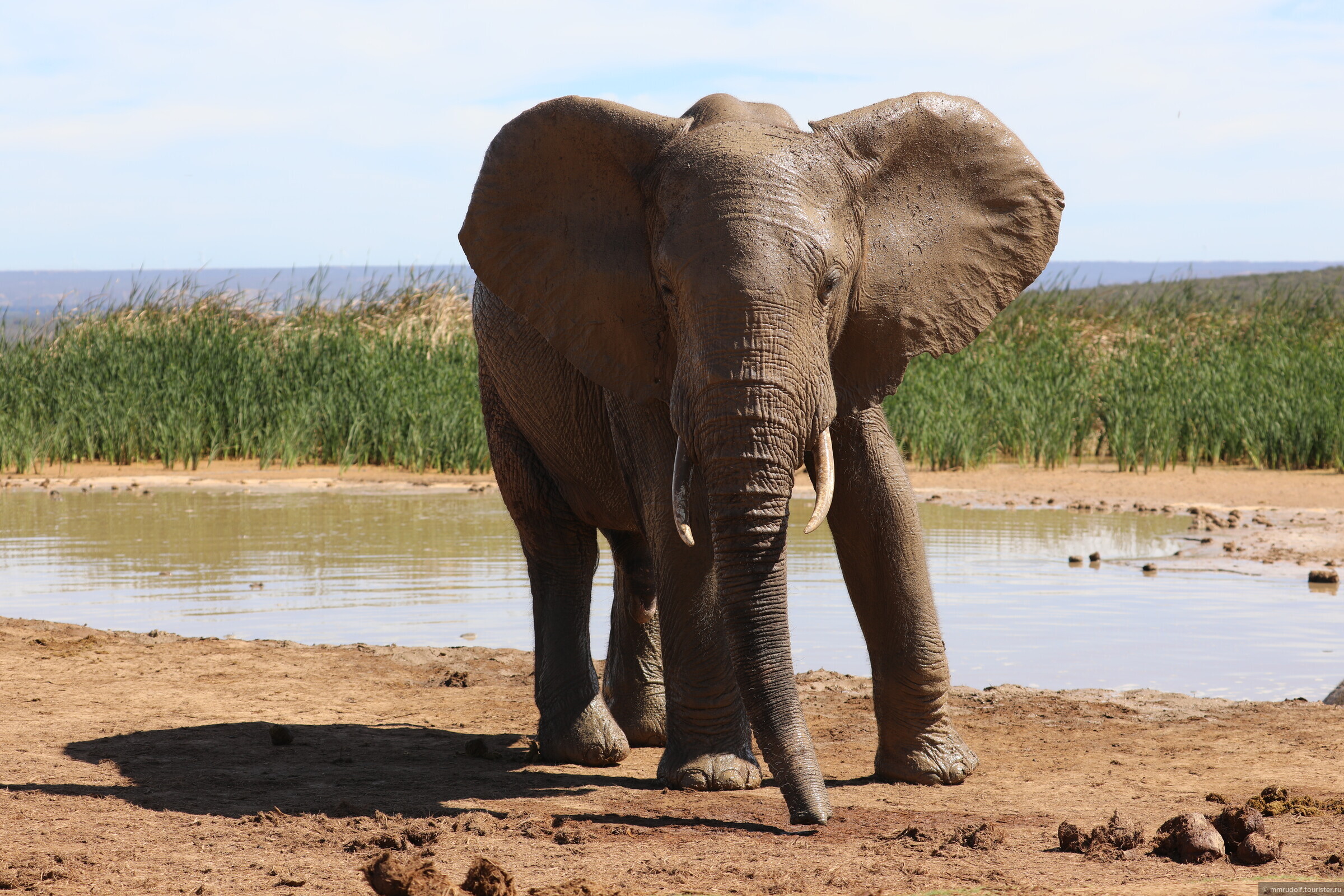 Addo Elephant National Park» — фотоальбом пользователя mmrudolf на  Туристер.Ру