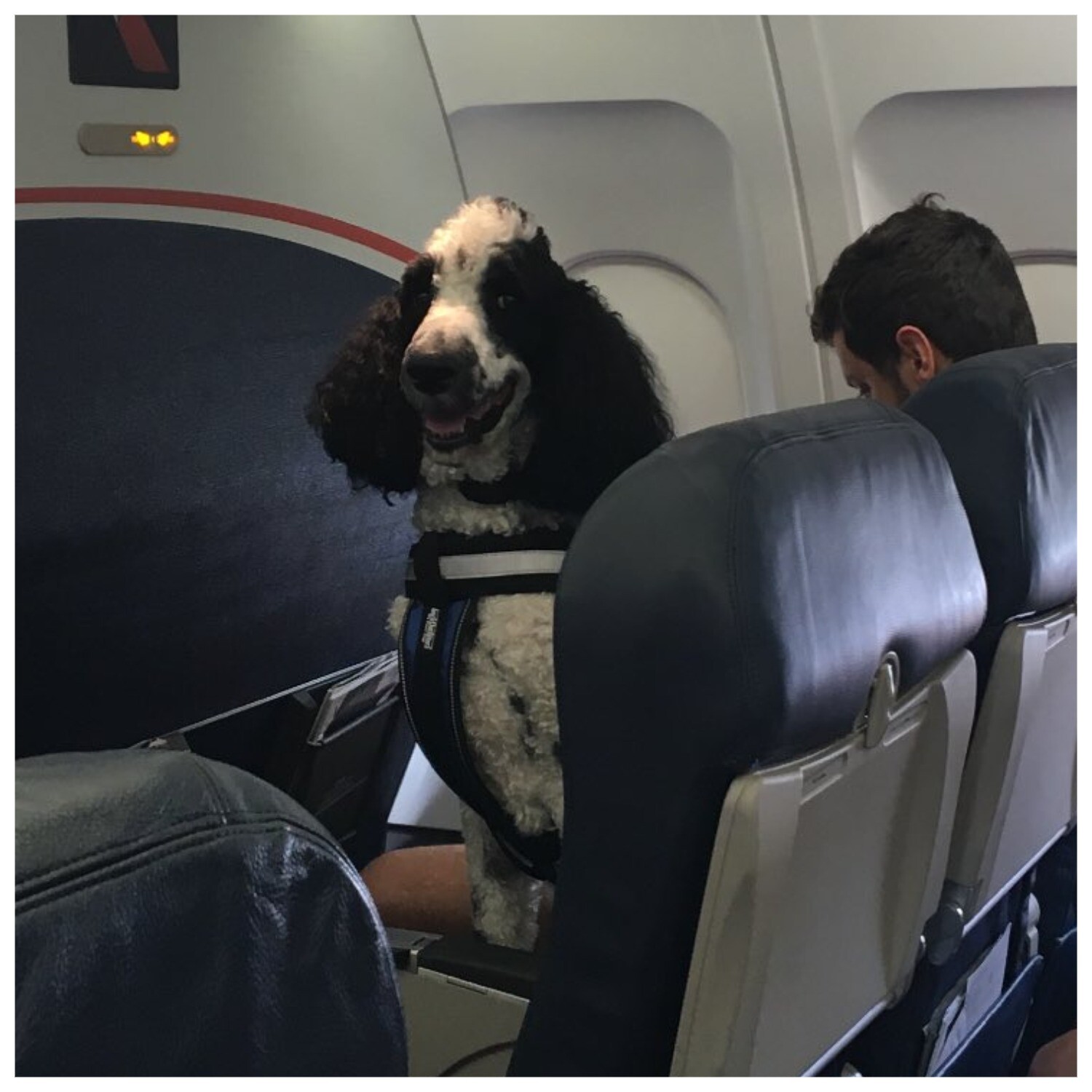 Можно с собакой в самолет. Животные в салоне самолета. Собака в самолете. Отсек для животных в самолете. Большая собака в самолете.