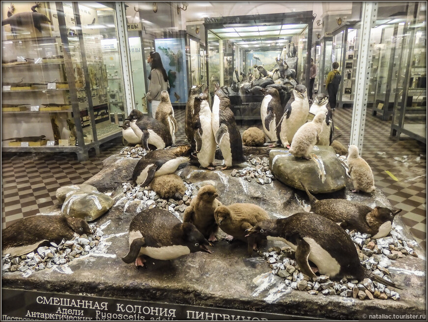 Зоологический музей Санкт-Петербурга — как все начиналось