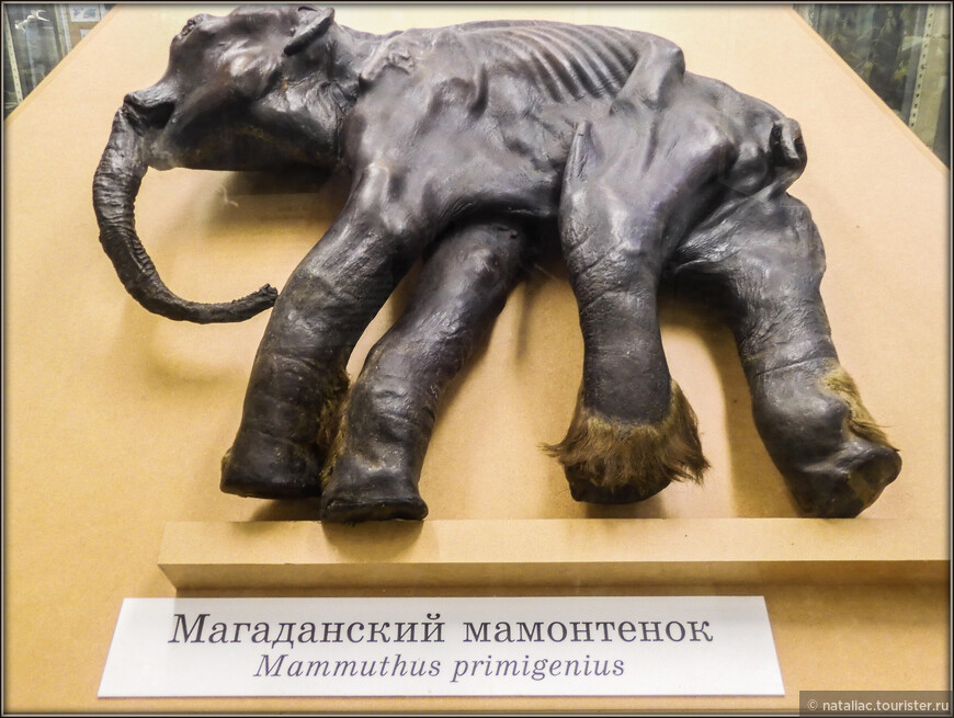 Зоологический музей Санкт-Петербурга — как все начиналось