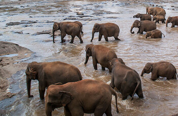 В Китае из заповедника сбежали 15 слонов 