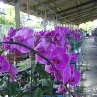 Сад Орхидей, Пхукет
