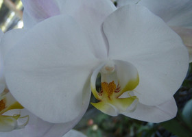Сад Орхидей, Пхукет