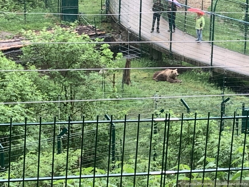 Станция спасения медведей, волков и рысей — прекрасное место для прогулок.