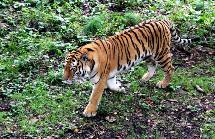 Тигр в Сафари-парке