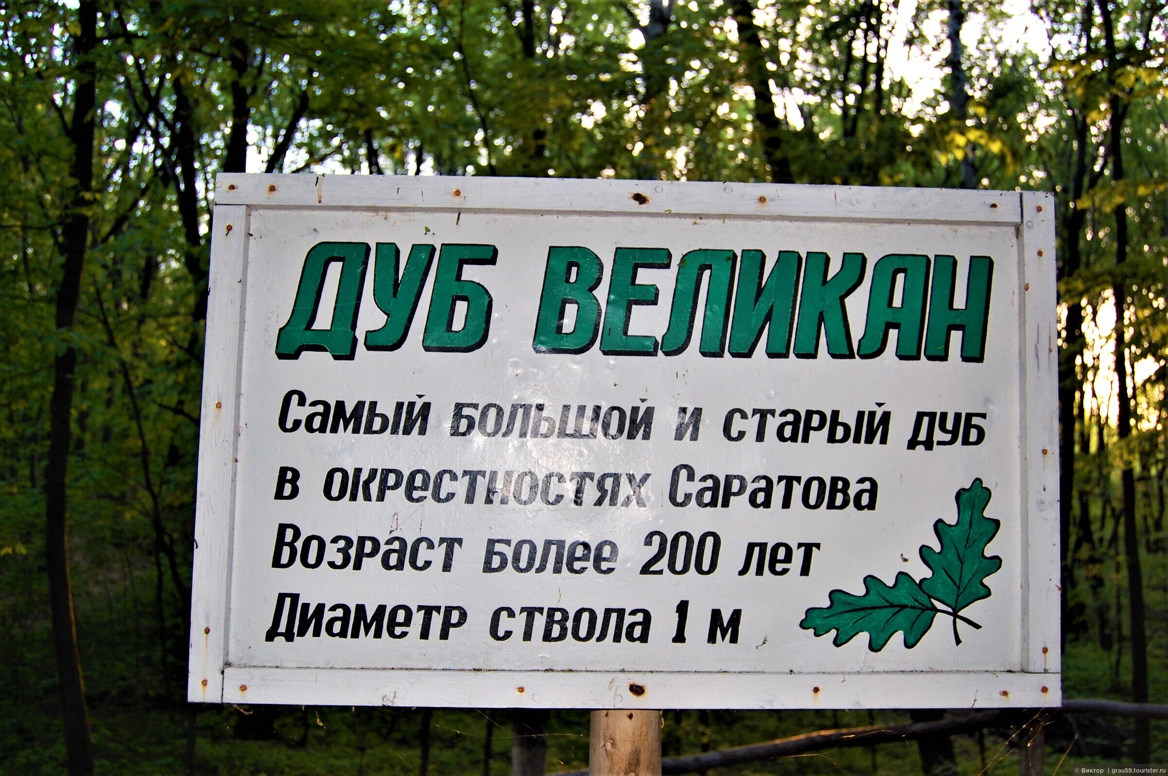 Дуб великан проект
