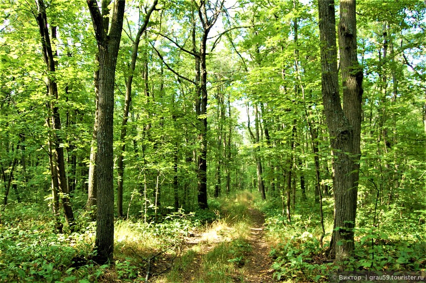 Хорошо отдыхать в лесу летом или Прогулка к дубу-великану