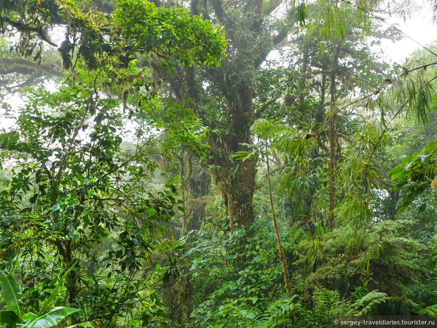 Коста-Рика. Охота на кетсаля