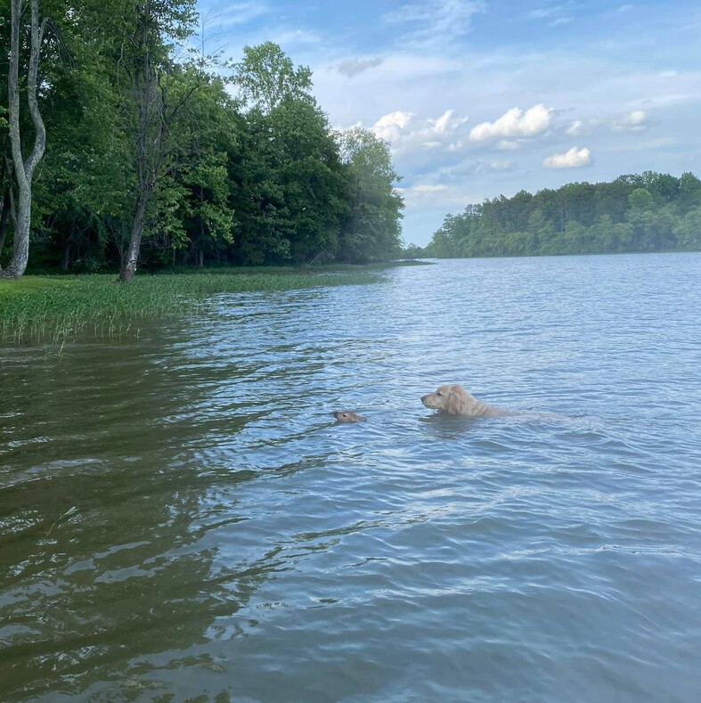 Собака, заметив в озере тонущего олененка, бросилась к нему и вытащила на берег: трогательные фото чудесного спасения