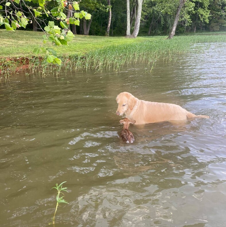 Собака, заметив в озере тонущего олененка, бросилась к нему и вытащила на берег: трогательные фото чудесного спасения