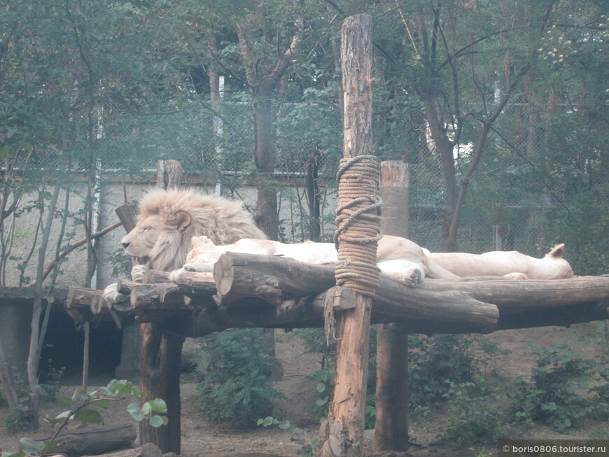 Приятный столичный зоопарк когда-то пострадавший от наводнения