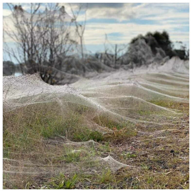 Фото: в Австралии миллионы пауков сплели километры паутины, которая окутала половину штата