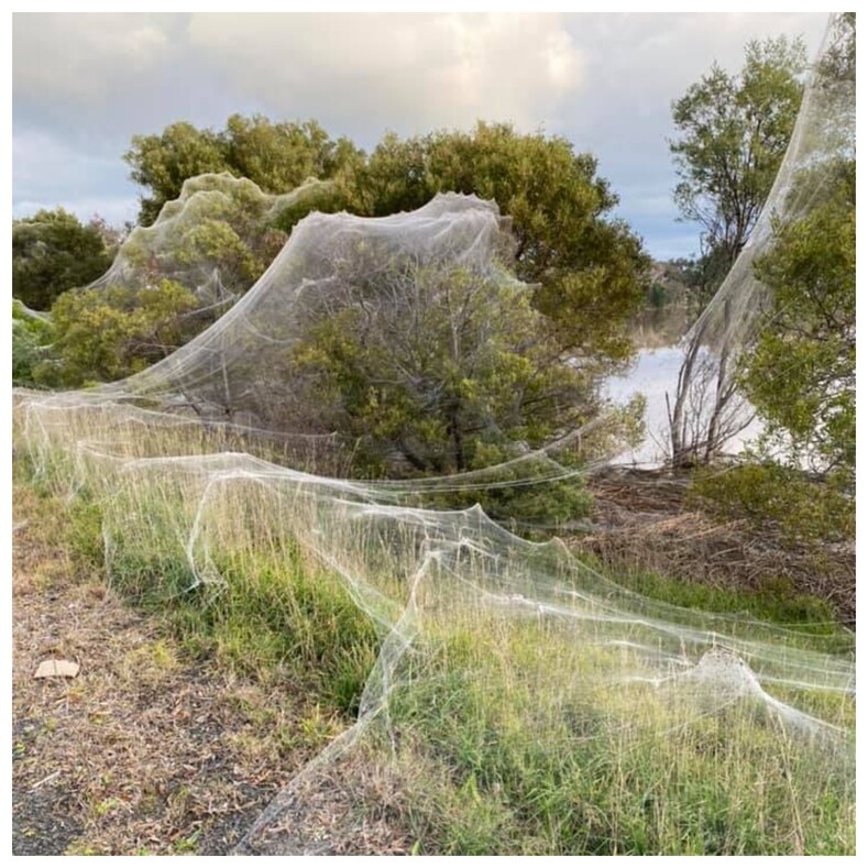 Фото: в Австралии миллионы пауков сплели километры паутины, которая окутала половину штата