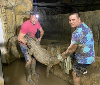 В Ялте затопило крокодиляриум: на свободе оказались 70 крокодилов  