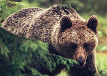 Медведь напал на туристов в «Ергаках»: погиб подросток