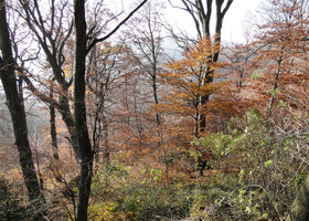 Венский лес осенью