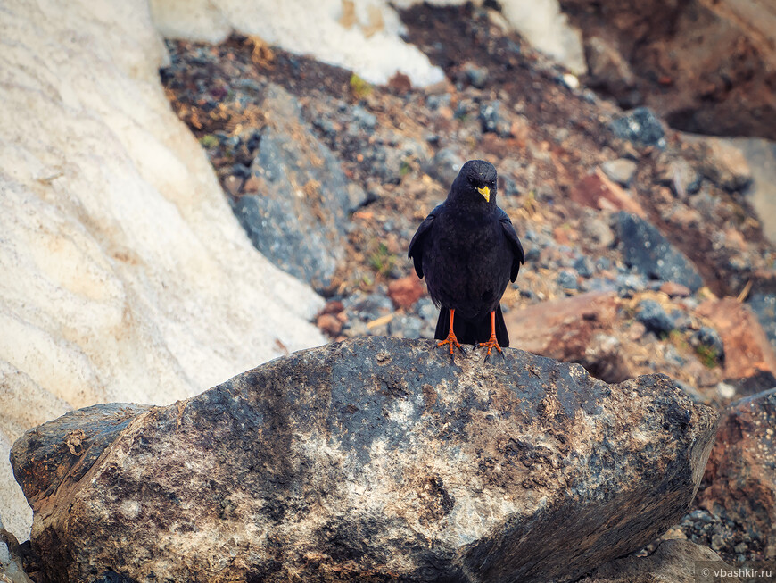 Альпийская галка (Pyrrhocorax graculus)