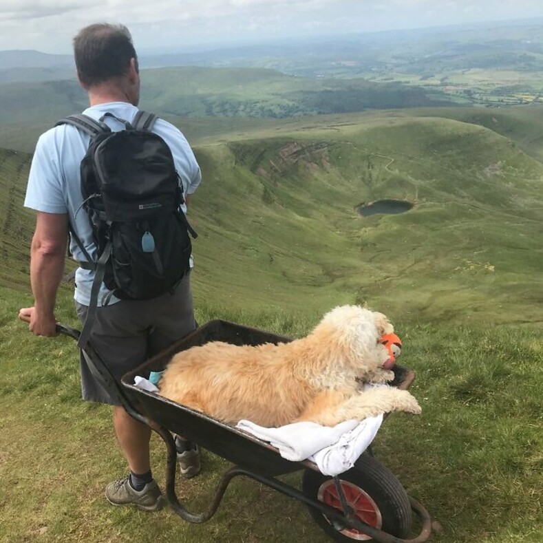 Мужчина поднял умирающую собаку на вершину горы, чтобы облегчить своему другу последние дни