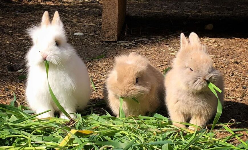 Кролики алуштинского динопарка