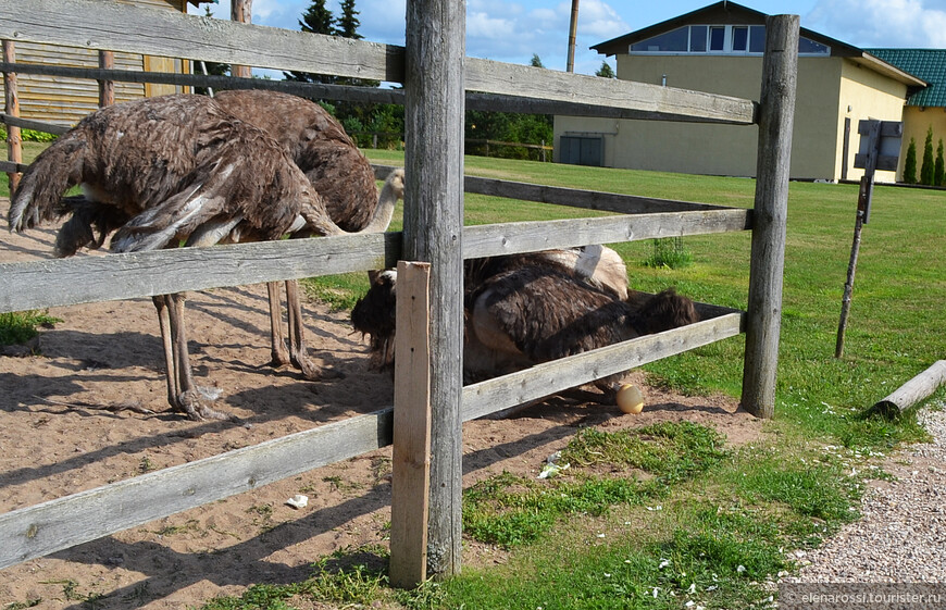 В гостях у изборских страусов