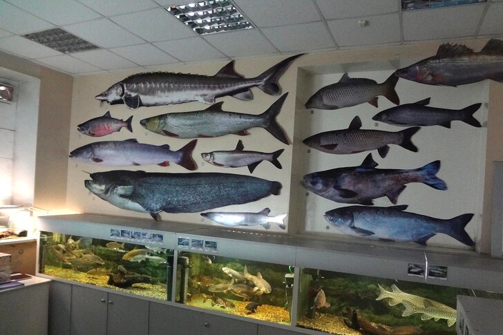 Экспозиции и аквариумы музея амурских рыб