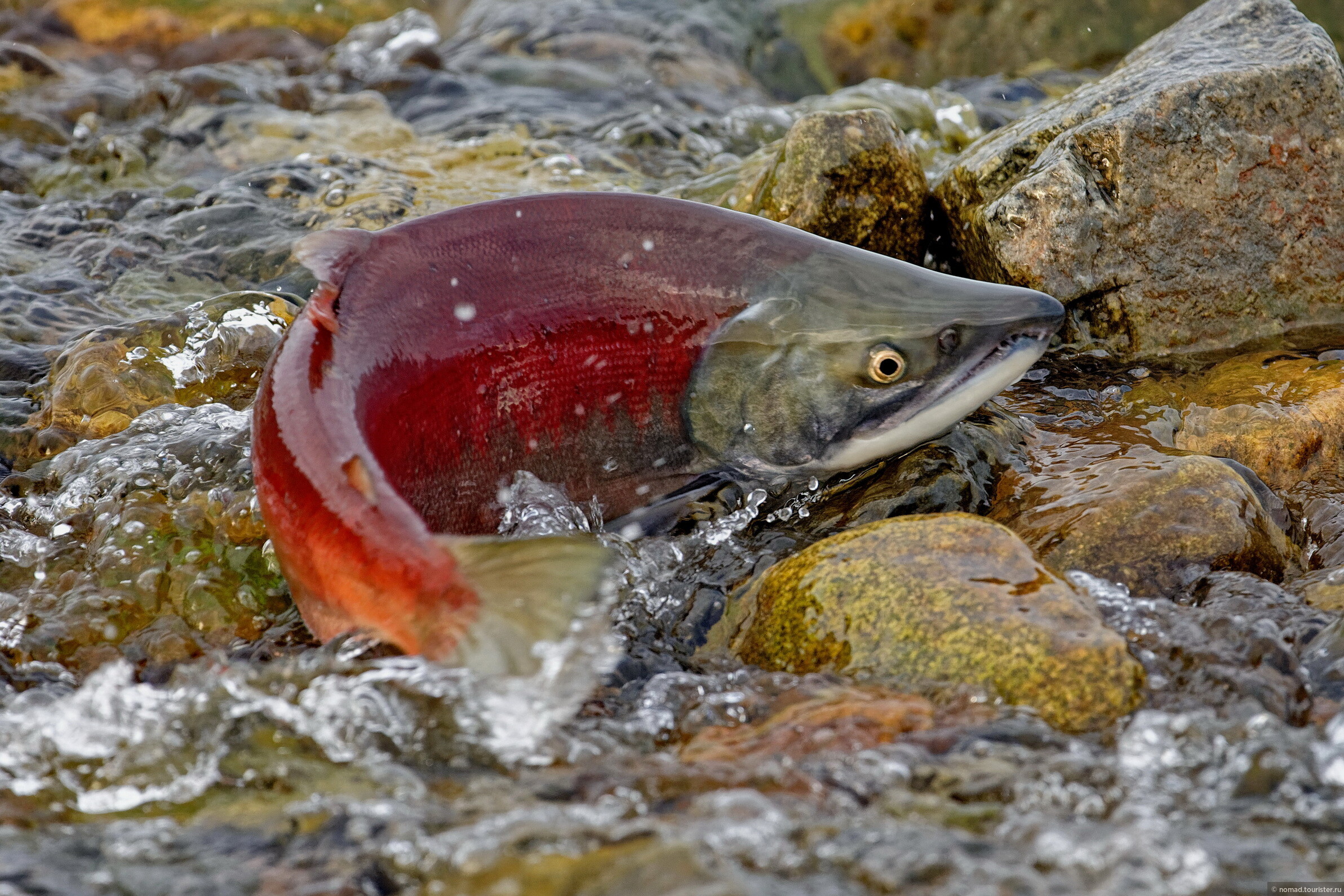 Красная рыба в реке. Нерка рыба. Нерка(Oncorhynchus). Нерка нерест. Нерка Камчатская.