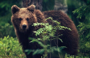 Медведь напал на туристов в нацпарке «Ергаки» 