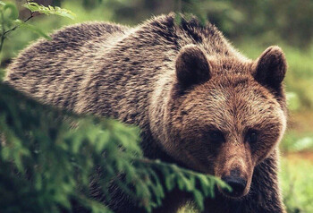 В нацпарке «Ергаки» нашли тело туриста и убили напавшего на него медведя  