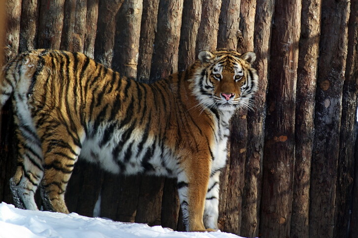 Амурский тигр в Хабаровском зоосаде