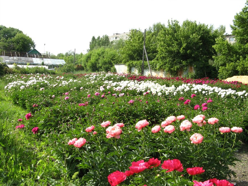 Ботанический сад Саратова