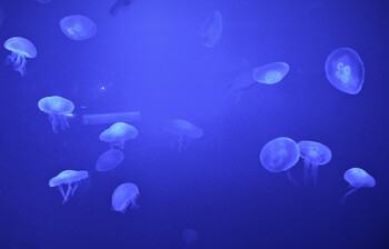 Нашествие медуз наблюдается в Азовском море у берегов Крыма