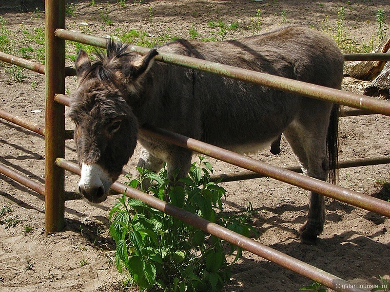 Рижский зоопарк