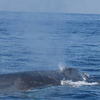 Поездка для наблюдения за китами и дельфинами