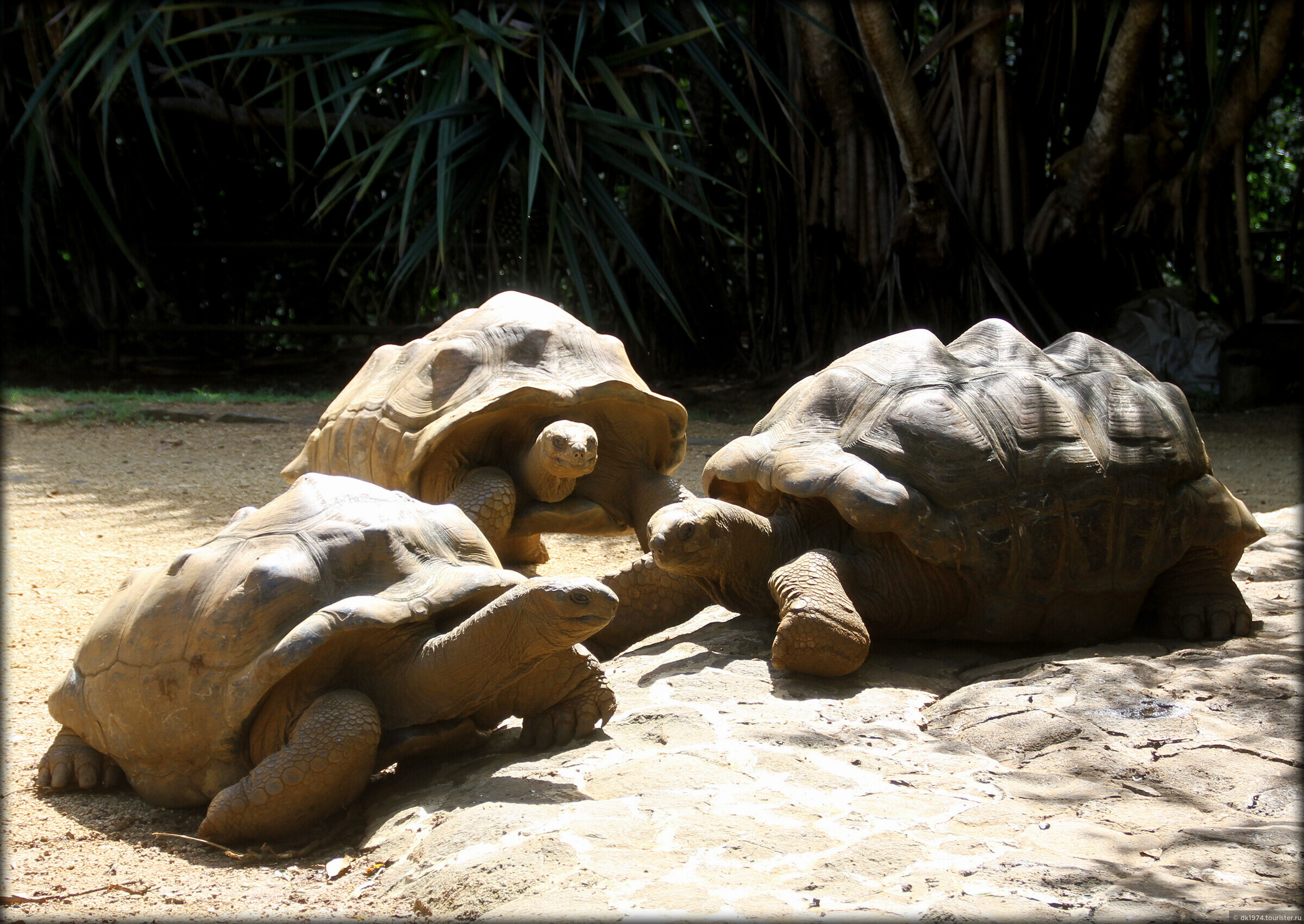 Черепаший пляж шри. Черепаший пляж Шри Ланка. Оман черепахи. Маврикий зоопарк Casela. Парк ла ваниль Маврикий.