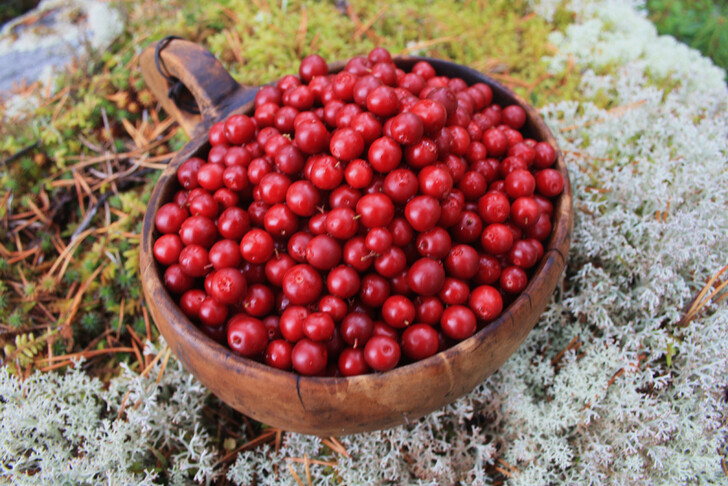 Карельские ягоды — главные в празднике «Марьяне»