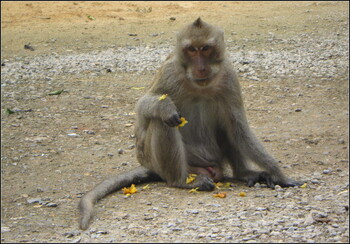 На Бали обезьяны в отсутствие туристов крадут еду из домов жителей  