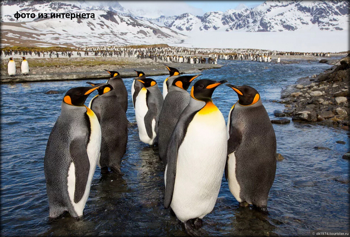Где живет императорский пингвин