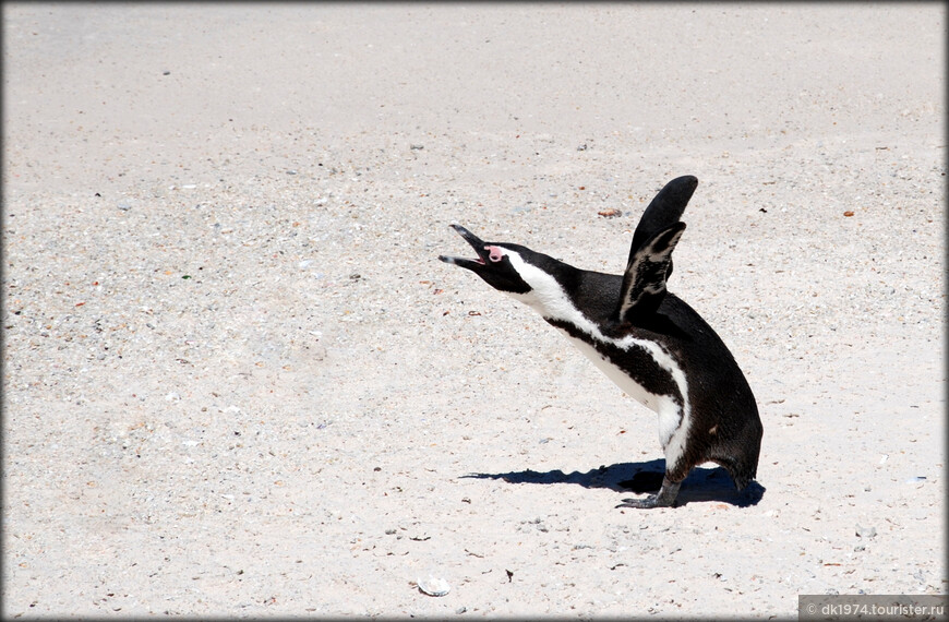 Загородный Кейптаун ч.2 - Африканские пингвины