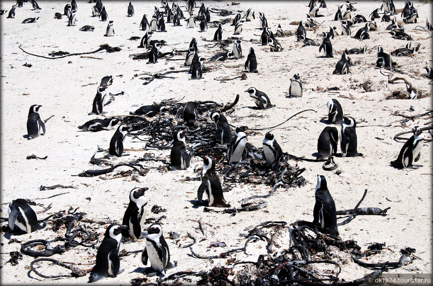 Загородный Кейптаун ч.2 - Африканские пингвины