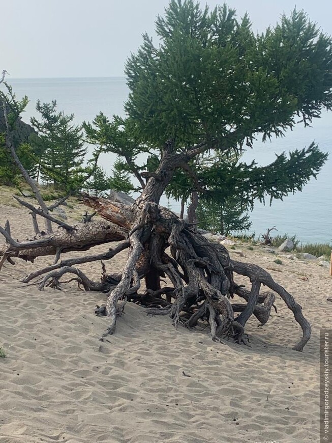 Ходульные деревья в бухте Песчаной