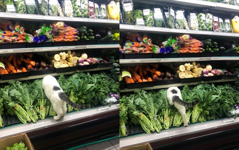 По взгляду понятно, кто здесь хозяин: фото котов, «захвативших» супермаркеты и рассчитывающих, что вы хорошенько здесь раскошелитесь (выбирайте — вкусняшка или кусь)